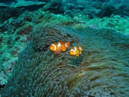 Lombok-Dive,Senggigi,Allgemein,Indonesien