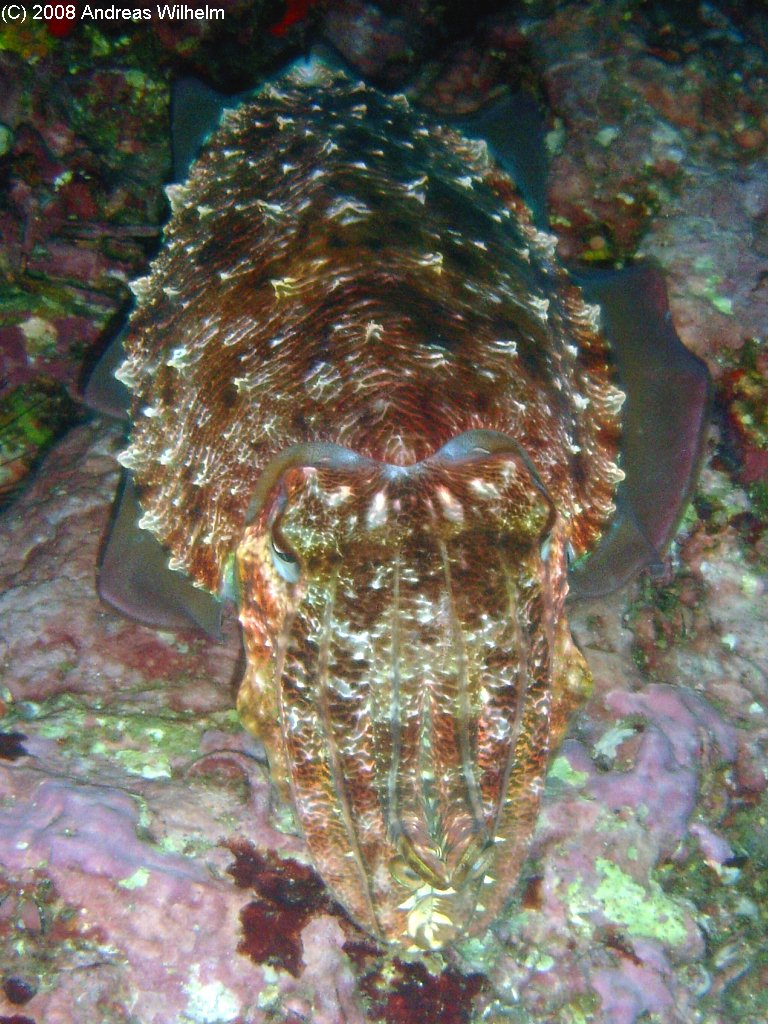 Richelieu Rock, Richelieu Rock,Thailand