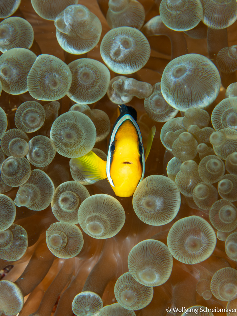 Clark's Anemonenfisch (Amphiprion clarkrii)