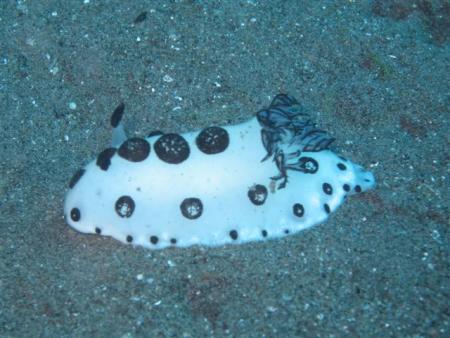 Amontillado Dive & Beach Resort,Negros,Philippinen