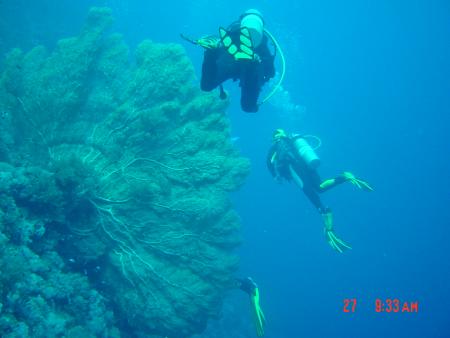 Diving Ocean,Marsa Alam,Marsa Alam und südlich,Ägypten