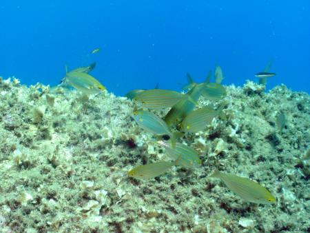 Pianeta Diving,Arbatax Park Resort,Sardinien,Italien