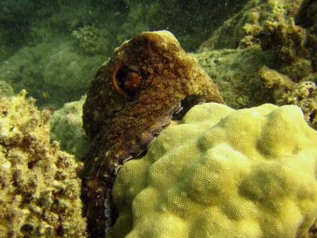 Beachsafari Diving Camp Marsa Alam,Marsa Alam und südlich,Ägypten