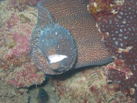 Sea-Urchin,Flic en Flac,Mauritius