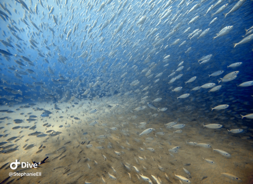 Curacao Divers (Sun Reef Village), Sint Michiel, Niederländische Antillen, Curaçao