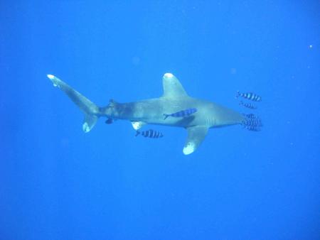 Bavaria Blue Diving,Hurghada,Ägypten