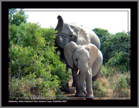Addo Rest Camp,Addo Elephant Park,Südafrika