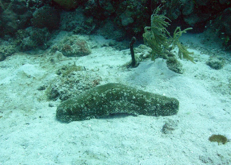 Bayahibe - Catalina - Aquarium, Catalina Island,Dominikanische Republik