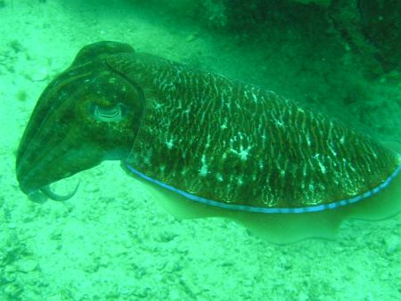 Poseidon Dive Center,Krabi / Ao Nang,Andamanensee,Thailand