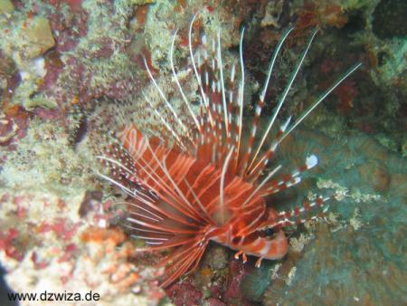 Vilamendhoo,Eurodivers,Malediven