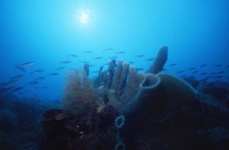 Selayar Dive Resort,Sulawesi,Indonesien
