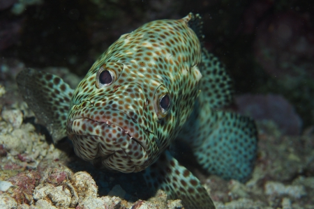 Paradise Divers,Sol y Mar Hotel,Safaga,Ägypten