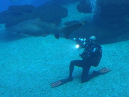 Dive & Fun,Cala D´Or,Mallorca,Balearen,Spanien