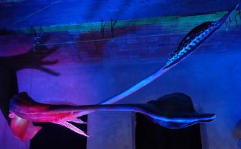 Riesenkalmar - &copy; Senckenberg Forschungsinstitut und Naturmuseum, Foto Sven Tr&auml;nkner