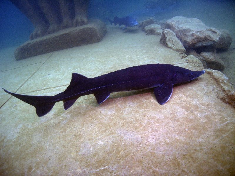 Ibbenbüren, Ibbenbüren,Unterwasserpark,Nordrhein-Westfalen,Deutschland