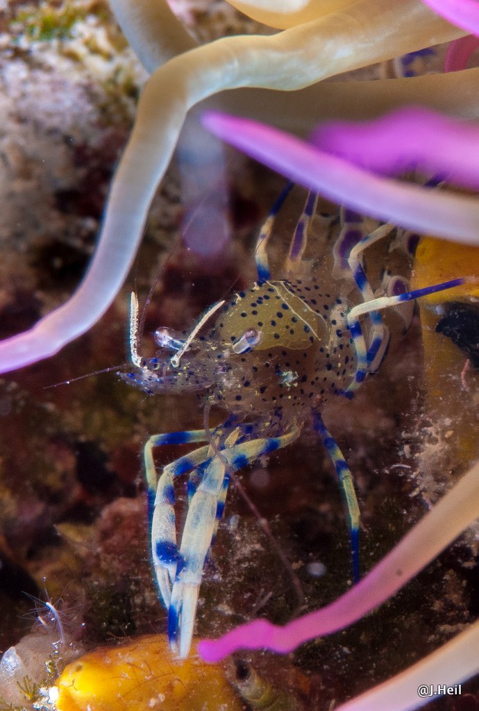 Blauweiße Partnergarnele Periclimenes sagittifer, Krk Kornic,Kroatien