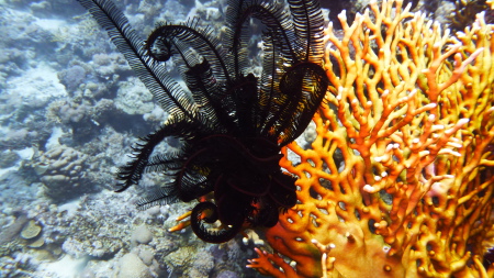 Paradise Divers,Sol y Mar Hotel,Safaga,Ägypten