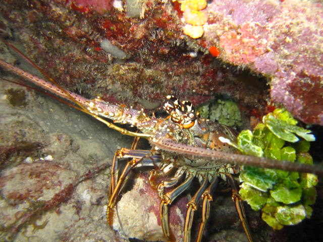 Lobster, Lobster, Hummer, Reef Oasis Viva Dominican, Bayahibe, Dominikanische Republik