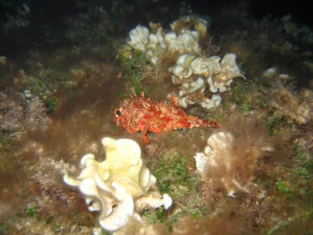 Dive & Fun,Cala D´Or,Mallorca,Balearen,Spanien