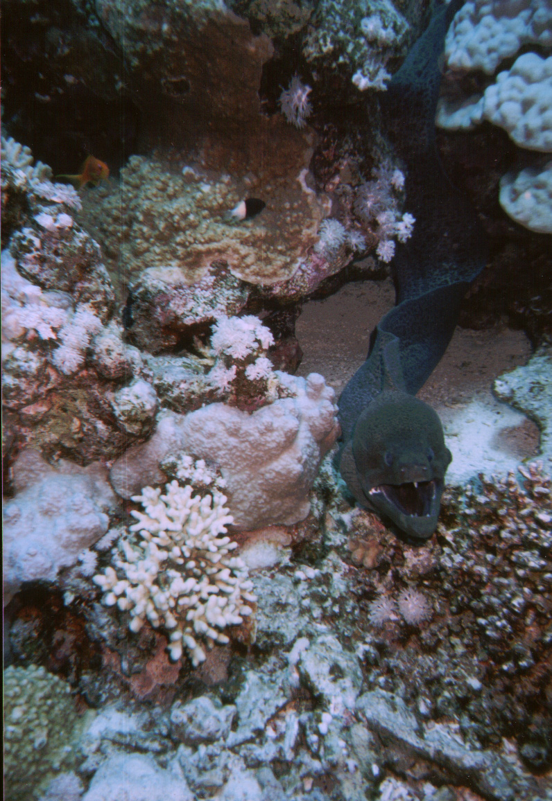 Safaga, Safaga - allgemein,Ägypten