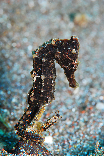 Lembeh strait, Lembeh Strait,Nord Sulawesi,Indonesien
