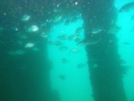 Active Scuba Divers,Costa Teguise,Lanzarote,Kanarische Inseln,Spanien