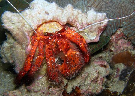 Calypso Diving,Koh Samui,Golf von Thailand,Thailand