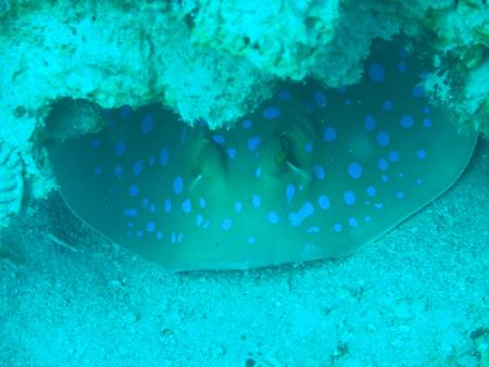 Nemo Dive Club,Safaga,Ägypten