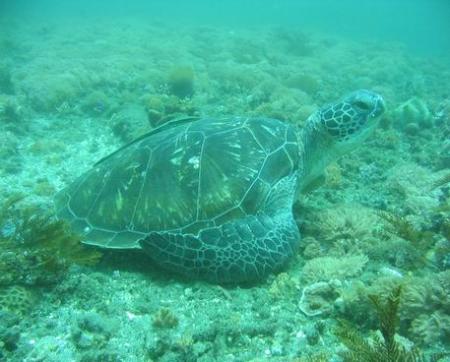 Calypso Diving,Koh Samui,Golf von Thailand,Thailand