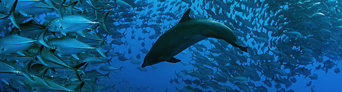Galapagos beneath the Surface - Diveinside News - Vimarsana News
