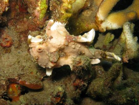 Scuba Native Tauchreisen,Deutschland