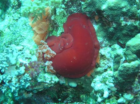 Beachsafari Diving Camp Marsa Alam,Marsa Alam und südlich,Ägypten