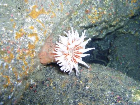 Buceo-Sub La Palma,Kanarische Inseln,Spanien