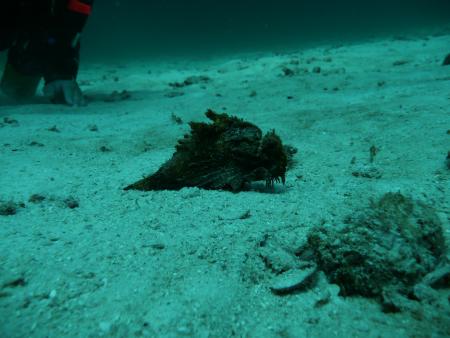 Sea-Bees,Chalong/Phuket,Andamanensee,Thailand