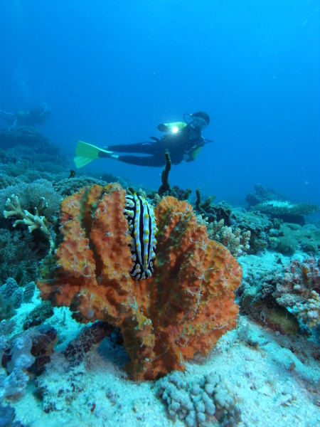 Diving Poseidon,Nungwi - Sansibar,Tansania