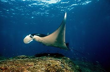 Diavortrag Mielke - Bali - Manta