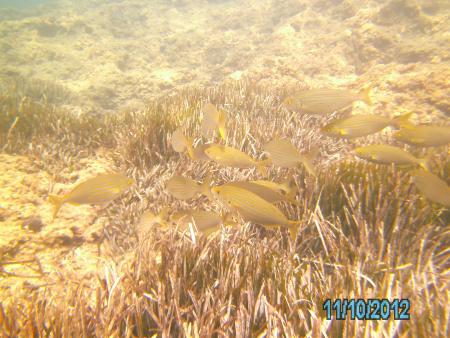 Big Blue Diving,Magaluf,Mallorca,Balearen,Spanien