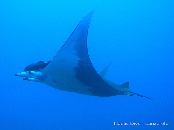 Mantas auf Lanzarote, Kanaren Lanzarote,Spanien