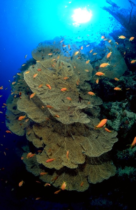 St. John´s Reef, St. John´s Reef,Ägypten