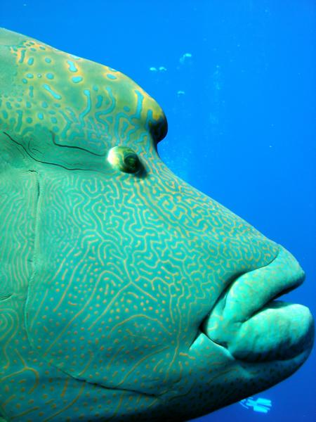 Bavaria Blue Diving,Hurghada,Ägypten