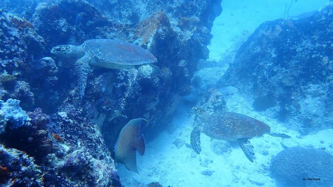 Turtle, Octopus Diving, Praslin, Seychellen