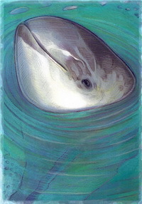 GRD - Sonderedition "Dolphins" - Kunstprojekt Delphine