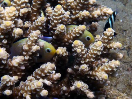 Sinai Divers,Naama Bay,Sharm el Sheikh,Sinai-Süd bis Nabq,Ägypten