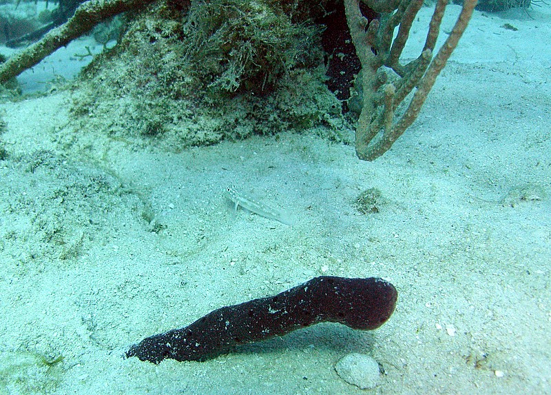 Bayahibe - Parque Nacional II, Bayahibe,Dominikanische Republik