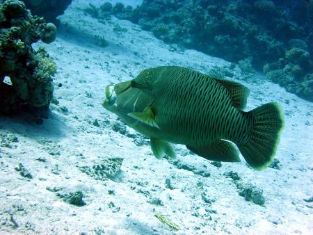 Colona Divers,Magawish Resort,Hurghada,Ägypten