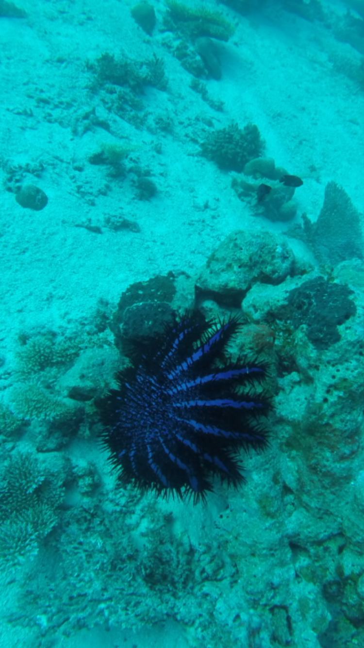 Seestern (Parasit), Euro-Divers, Amari Havoddaa, Malediven