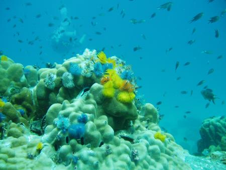 Calypso Diving,Koh Samui,Golf von Thailand,Thailand