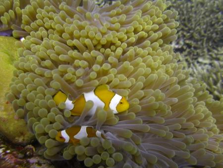 Orca Dive Club Labuan Bajo Flores,Allgemein,Indonesien