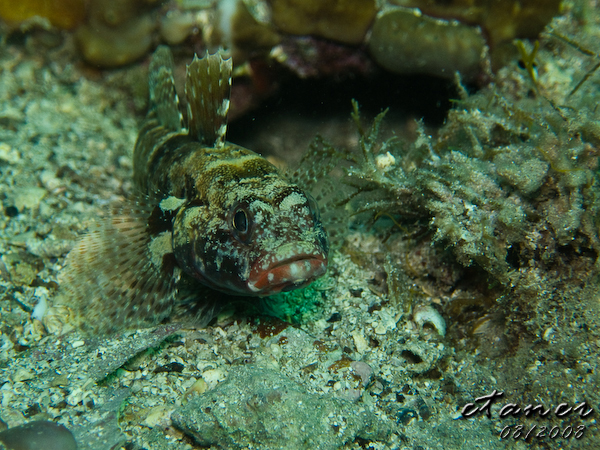 Hausbucht Scuba Valdaliso, Rovinj, Rovinj,Kroatien