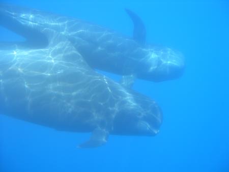 Aquanautic Dive Center Tenerife (ex Barakuda ),Adeje,Teneriffa,Kanarische Inseln,Spanien